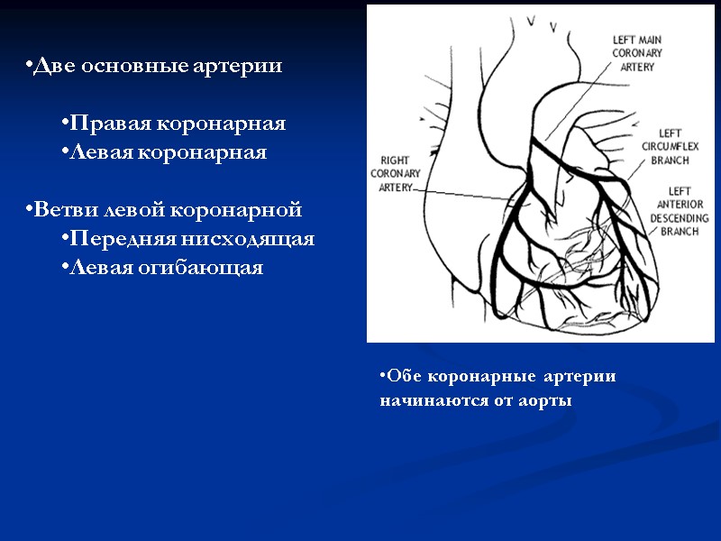 Две основные артерии  Правая коронарная Левая коронарная  Ветви левой коронарной Передняя нисходящая